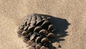 Vysoko rizikový zásah policajtov. Mali prísť zneškodniť šišku z borovice
