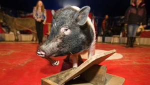 Hrozí koniec cirkusov. Ochrancovia zvierat sú razantnejší