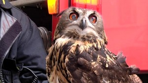 Záchrana našej najväčšej sovy, Roziky. Tlieskali aj škôlkari