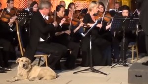 VIDEO: Videli ste už labradora, ktorý má rád vážnu hudbu?