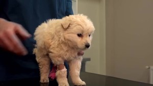 Brutálny prípad v osade. Aktivisti našli šteniatko so zranenými pohlavnými orgánmi