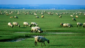 Farmár mal týrať ovce, uhynulo mu 350 kusov