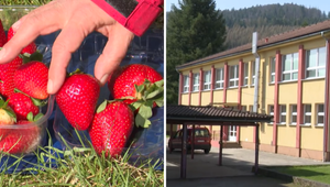 Jahody, ktoré rozdávali v škole, mohli byť kontaminované. Nejedli ich len deti