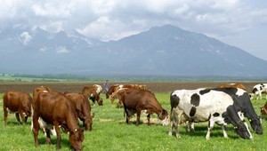 Neďaleko našich hraníc sa objavilo nové ohnisko slintačky a krívačky. Utratia 600 kusov dobytka