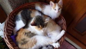 Ľudské hyeny! Zastrelili mačky a ešte sa na tom smiali