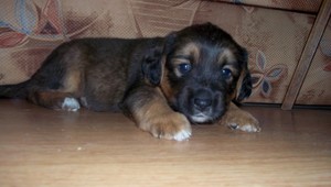 V okolí Banskej Bystrice sa stratila fenka Abbie