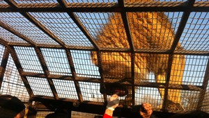 Trochu iná ZOO: Namiesto zvierat sú v klietke ľudia