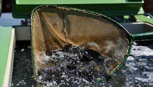 Do Hrona vypustili tisícky rýb