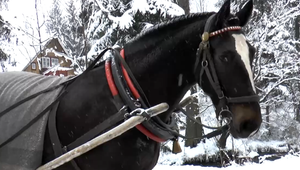 Tradičná poľská atrakcia: Spôsobila nepríjemný rozruch