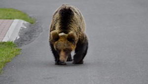 Pri odstrele medvedice Ingy pochybili, tvrdí ministerstvo životného prostredia