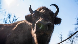 Rusínske safari? Lákadlom sú zubry, zastaralé obojky ich ale nemonitorujú