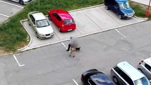 Mestskí policajti údajne dokopali psov. Tvrdia, že iba zadržali ich majiteľa