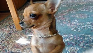 Opilec zabil čivavu. Hodil ju o stenu a kopol do nej!