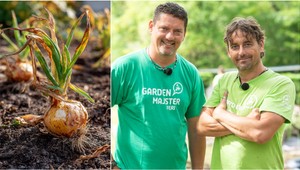 Cibuľa vám nerastie a výhonky vädnú? 5 chýb, ktoré pri pestovaní robí väčšina záhradkárov!