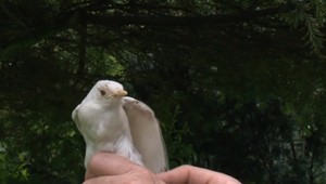 Namiesto čierneho biely. Takéto sfarbenie drozda sa často nevidí