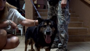 Hasiči zachránili psa v poslednej chvíli. Ten prišiel už o dvoch majiteľov