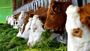 Aj kravy môžu za klimatické zmeny, z čriev vypúšťajú metán