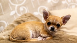 TOTO je najstarší pes na svete: Neuhádnete, koľko má rokov