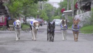Túlavých psov povýšili na strážnikov. Ulicami sa premáva psia hliadka