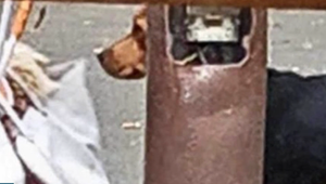 Od bezdomovca odkúpili šteňa za 300 eur. To, čo urobil potom, ľudí šokovalo