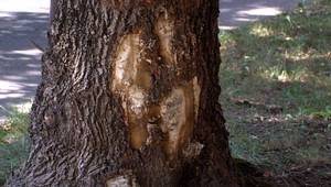 VIDEO: Mladík pod vplyvom alkoholu nabúral. Nič si nepamätá, no nerozvážnosť ľutuje