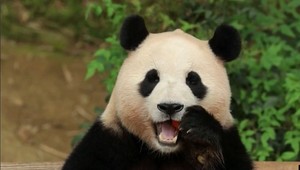 Panda Fu Bao si zvyká na nový domov. Stane sa z nej celebrita aj tam?