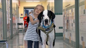 Nemecká doga postavila dievčatko na nohy