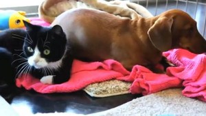 Odveký súboj psov a mačiek pozná svojho víťaza. Ktoré zviera je múdrejšie?