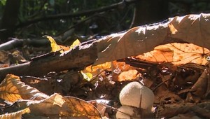 Pár dní je príjemne teplo a potom prichádza ochladenie alebo aj dážď. Tohtoročné babie leto je rozkúskované