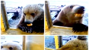 Takto kŕmia v Rusku medvede, z okna domu