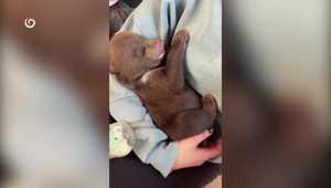 Osirelé medvieďatá: Jedno zahynulo, dve v Bojniciach stále bojujú o život