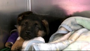 Havarovala dodávka, ktorá viezla viac ako stovku šteniatok