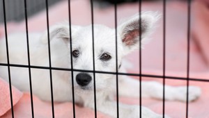 Letisko upozorňuje na podvodné darovanie šteniatok zo zahraničia