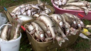 Rybári sú zúfalí. Teplo zlikvidovalo ryby v Svinici. Obyvatelia tvrdia, že zápach pri vode je príšerný