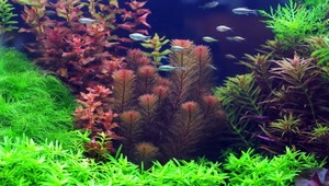 Rybičky potrebujú cigaretu tiež. Inak sú frustrované...