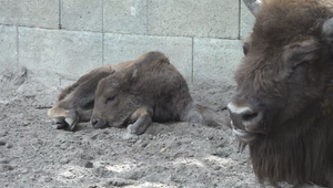 Sninská mini ZOO oslavuje nový prírastok: Narodilo sa zubríčatko Viola