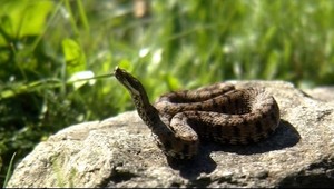 Pozor na nebezpečné vretenice! Aj im sa v Tatrách páči