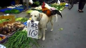 VIDEO. Keď sa pes snaží predať sliepky...