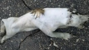 Tajomná beštia čupakabra opäť na scéne!