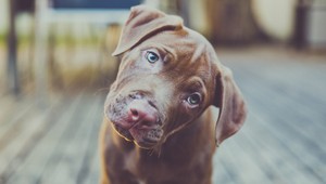 Neuhádnete, prečo psy nakláňajú hlavu nabok, keď na nich hovoríte