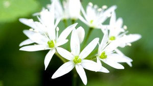 Medvedí cesnak je zázrak, pozor na zámenu!