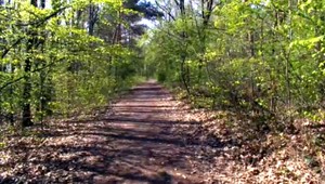 Na východe Slovenska našli v lese mŕtvy plod