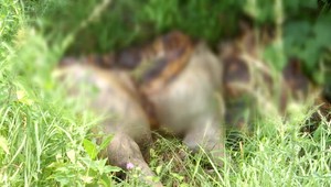 Cyklistu po ceste zastavil nepríjemný zápach. V priekope našiel 4 bravčové stehná