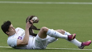 VIDEO: Počas zápasu pohrýzla obrancu do prsta kuna