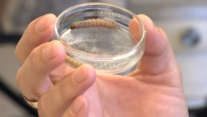 Táto larva môže zachrániť ľudstvo. Požiera plasty