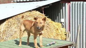 Bez pohybu a s drôtom vrytým do krku. Psík trpel dlhé týždne