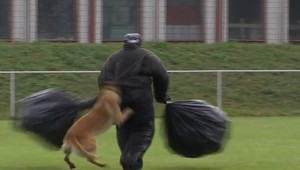 Služobné psy mestskej polície v Nových Zámkoch dosahujú v uliciach excelentné výsledky
