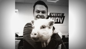 Ľudí v núdzi nezachraňujú len psy, ale aj takéto prasiatko