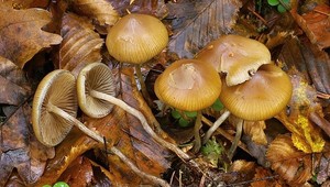 Revolúcia v medicíne? Antidepresíva môže nahradiť liečba lysohlávkami, tvrdí lekár