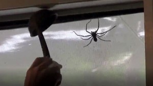 VIDEO: Žena bojovala s pavúkom veľkým ako dlaň, jej muž sa ho bál